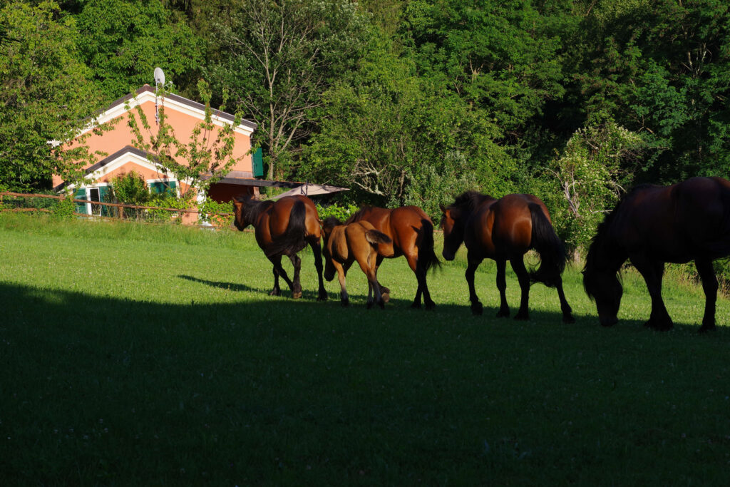 Wild horses in Val d'Aveto
